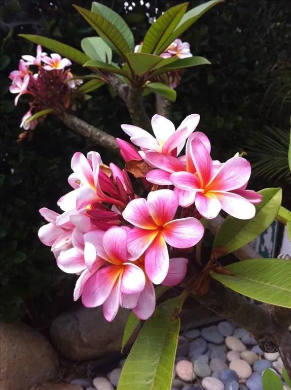 Plumeria